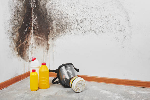 Best Local Mold Removal Service  in Halstead, KS