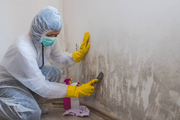 Best Mold Remediation  in Halstead, KS