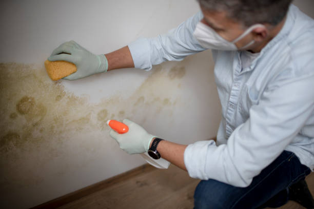 Best Commercial Mold Removal  in Halstead, KS