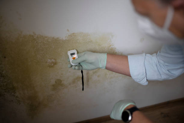 Best Best Mold Removal Companies  in Halstead, KS