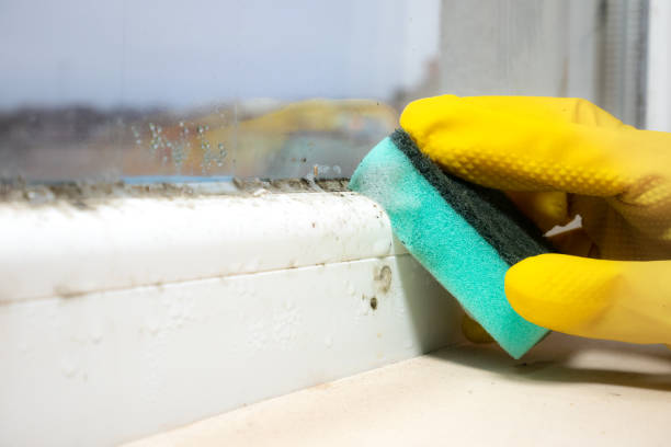 Best Mold Remediation Experts  in Halstead, KS