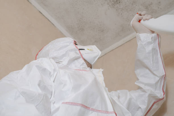 Best Same-Day Mold Removal  in Halstead, KS