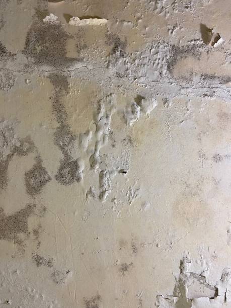 Best Attic Mold Removal  in Halstead, KS