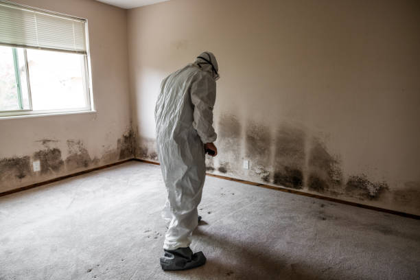 Best Residential Mold Removal  in Halstead, KS