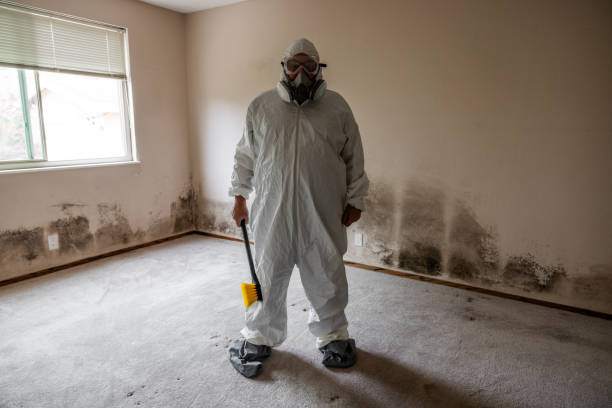 Best Mold Removal Near Me  in Halstead, KS